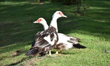 LOTE/TERRENO EN VENTA BARRIO SAN LUCAS