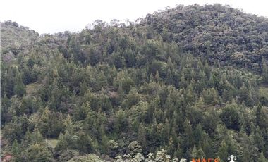 Finca en Venta – Santo Domingo, Antioquia