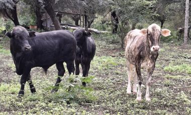 Campo sobre ruta 81 - Chiriguanos-