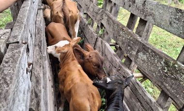 Campo sobre ruta 81 - Chiriguanos-