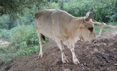 Campo sobre ruta 81 - Chiriguanos-