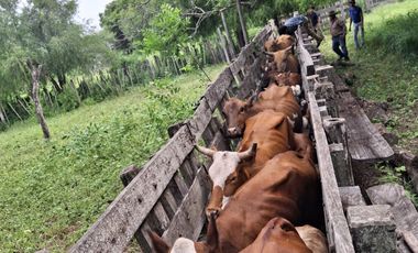 Campo sobre ruta 81 - Chiriguanos-