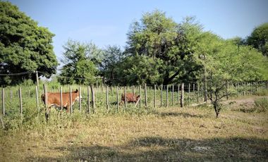 Campo sobre ruta 81 - Chiriguanos-