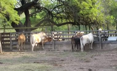 Campo sobre ruta 81 - Chiriguanos-