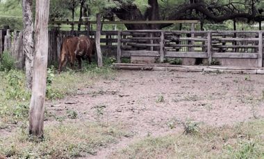 Campo sobre ruta 81 - Chiriguanos-