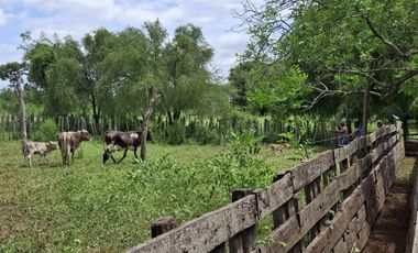 Campo sobre ruta 81 - Chiriguanos-