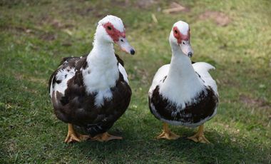 LOTE/TERRENO EN VENTA BARRIO SAN LUCAS