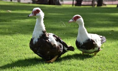 LOTE/TERRENO EN VENTA BARRIO SAN LUCAS