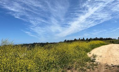 El Cardal , Matanzas