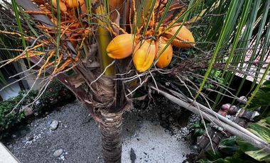 Casa en venta en Flores Magón