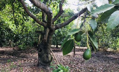 Venta terreno Guayllabamba, 1074 m2 cerca al zoológico