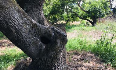 Venta terreno Guayllabamba, 1074 m2 cerca al zoológico