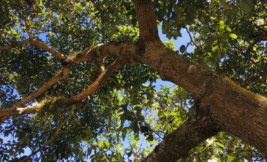 Venta terreno Guayllabamba, 1074 m2 cerca al zoológico