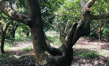 Venta terreno Guayllabamba, 1074 m2 cerca al zoológico