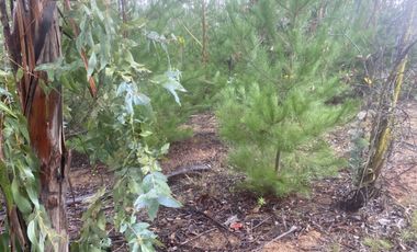 Hermosa parcela en Pichilemu sector La Palmilla