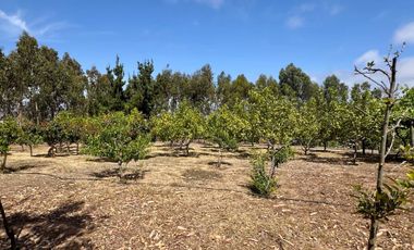 Casa en venta en LA LIGUA