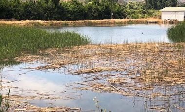 Agrícola En Venta En Rengocon Casa Patronal , Bodegas