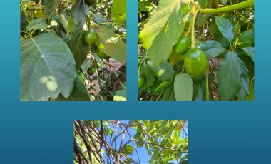 CASA SÓLIDA EN VENTA EN PEUM DE 125 MT2 DE CONSTRUCCIÓN