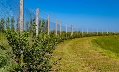 Terreno en Ibarlucea