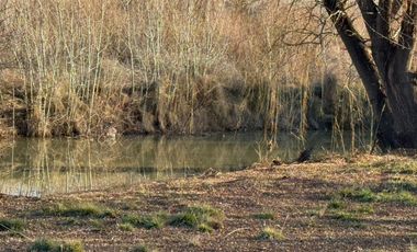 Venta propiedad en Allen , Rio Negro