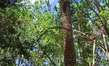 46 HECTAREAS DE CAMPO EN ZONA RURAL  - LOBOS