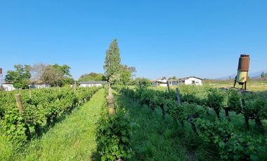 ISLA DE MAIPO/ZUÑIGA