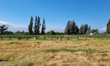 ISLA DE MAIPO/ZUÑIGA