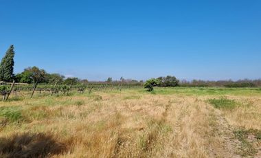 ISLA DE MAIPO/ZUÑIGA
