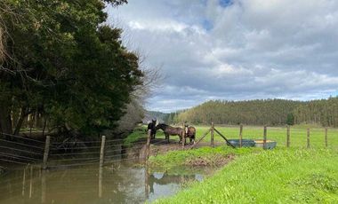 Parcela en venta en ARAUCO