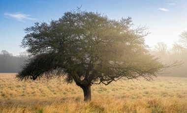 Parcela en venta en BULNES