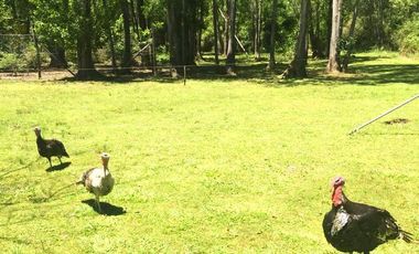 Chacra 15 has - Isla para disfrutar del descanso soñado - San Fernando