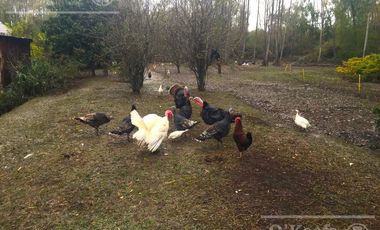 Chacra 15 has - Isla para disfrutar del descanso soñado - San Fernando