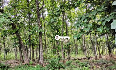 CHAME / FINCA EN BEJUCO / 10 HECTAREAS / CERCA DE LA INTERAMERICANA