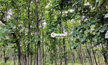 CHAME / FINCA EN BEJUCO / 10 HECTAREAS / CERCA DE LA INTERAMERICANA