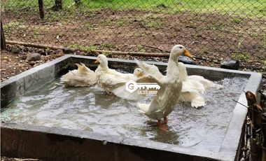 CHAME / FINCA EN BEJUCO / 10 HECTAREAS / CERCA DE LA INTERAMERICANA