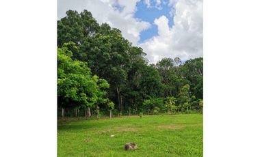 CHAME / FINCA EN BEJUCO / 10 HECTAREAS / CERCA DE LA INTERAMERICANA