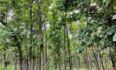 SE VENDE FINCA EN BEJUCO CHAME 10 HECTAREAS CERCA A LA INTERAMERICANA