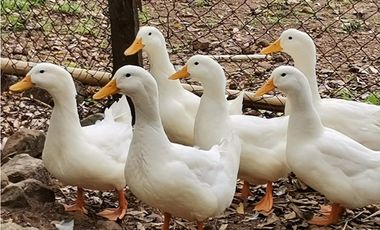 SE VENDE FINCA EN BEJUCO CHAME 10 HECTAREAS CERCA A LA INTERAMERICANA