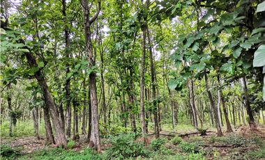 SE VENDE FINCA EN BEJUCO CHAME 10 HECTAREAS CERCA A LA INTERAMERICANA