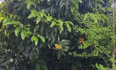 GRAN PROPIEDAD EN SECTOR CENTRICO DE CONSTITUCION