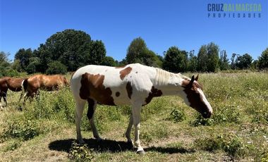 Agrícola en Venta en Subdividido en 6 parcelas, orilla Río Calle Calle a 20 minutos de Valdivia