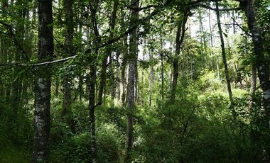 Parcela en Venta en villarrica