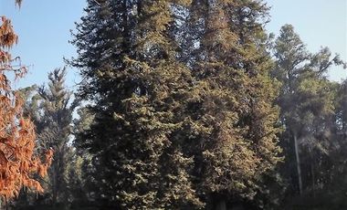 Sitio en Venta en La Cartuja - Mostazal