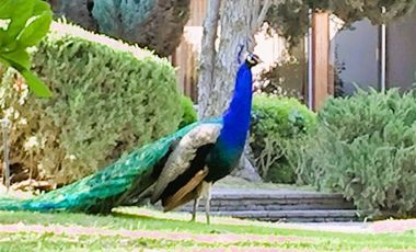 Sitio en Venta en La Cartuja - Mostazal