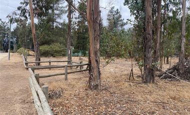 Sitio en Venta en Valle del Estero, Catapilco