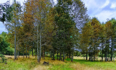 Sitio en Venta en VENTA EXCLUSIVAS PARCELAS / OSORNO RUTA INTERNACIONAL