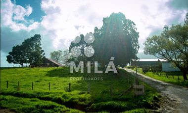 Agrícola en Venta en Campo agrícola 215 ha. Lechero, ganadero