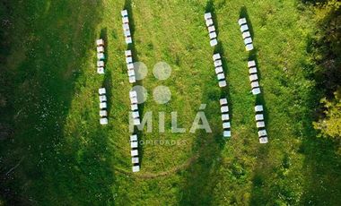 Agrícola en Venta en Campo agrícola 215 ha. Lechero, ganadero