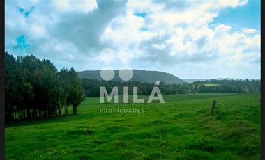 Agrícola en Venta en Campo agrícola 215 ha. Lechero, ganadero