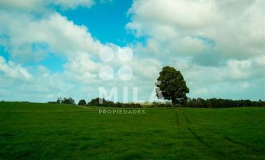 Agrícola en Venta en Campo agrícola 215 ha. Lechero, ganadero